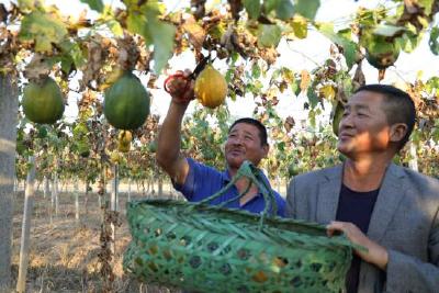 京山8000万资金扶持瓜蒌产业：一年四收，亩产过万