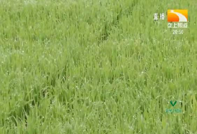 荆州：预防水稻倒伏的主要措施