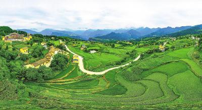 巴东老区稻花香