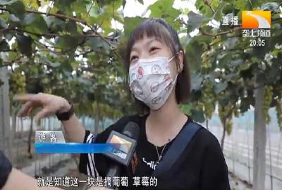 葡萄满枝头 游客安心采