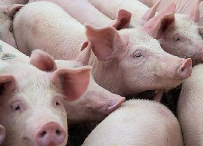 湖北八条措施促生猪保供稳价：既防肉贱伤农 又防肉贵伤民