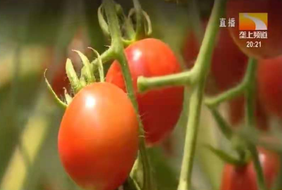 宜昌：近期番茄病害防治措施