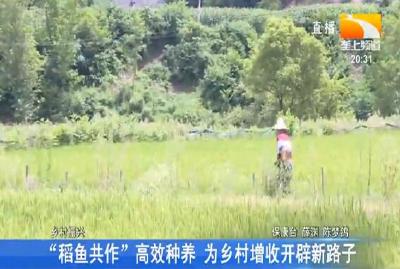 “稻鱼共作”高效种养 为乡村增收开辟新路子