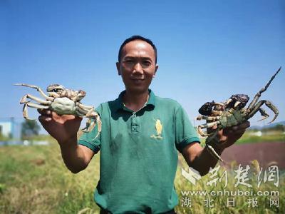 湖北鄂州重塑梁子湖螃蟹“江湖地位” 水鸟食客共飨“螃蟹盛宴”