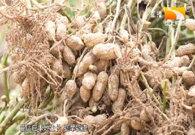 小花生喜获大丰收 大悟做好精深加工助农增收