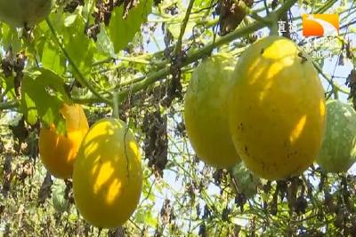 吊瓜园里话丰收 亩平收入过万