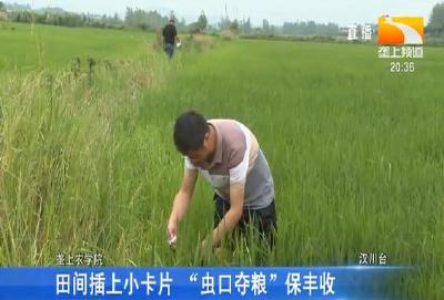 田间插上小卡片 “虫口夺粮” 保丰收