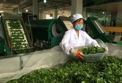 英山奋力打造百亿茶产业