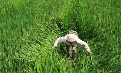 罗田打造红莲型杂交水稻制种基地