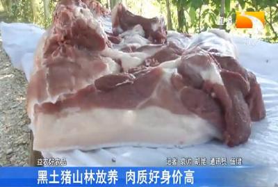 黑土猪山林放养 肉质好身价高