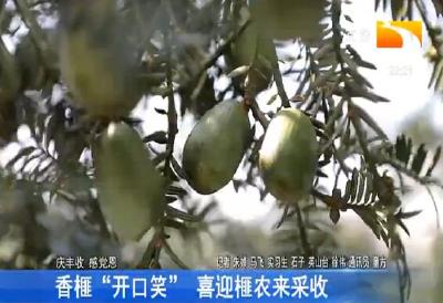 香榧“开口笑” 喜迎榧农来采收