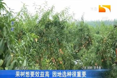 果树想要效益高 因地选种很重要