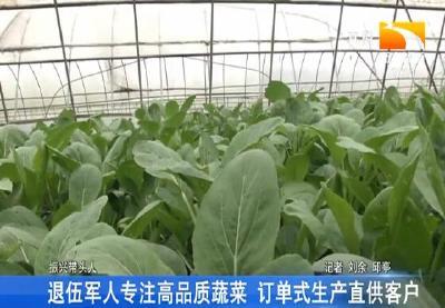 退伍军人专注高品质蔬菜 订单式生产直供客户