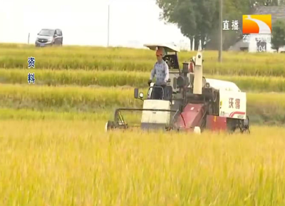 水稻适时收割技术