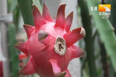 妇唱夫随种植火龙果 日子越过越红火