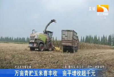 万亩青贮玉米喜丰收 亩平增收超千元