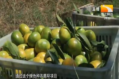 特早熟柑橘上市 皮薄汁多易化渣