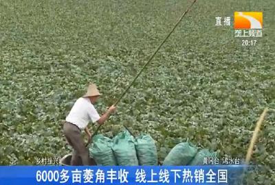 6000多亩菱角丰收 线上线下热销全国