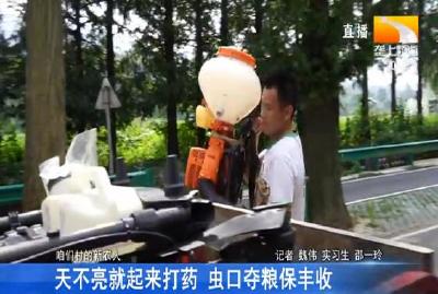 天不亮就起来打药 虫口夺粮保丰收