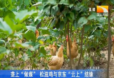 垄上“做媒” 松滋鸡与京东“云上”结缘
