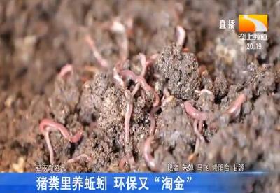 猪粪里养蚯蚓 环保又“淘金”