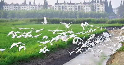 2万亩稻田引来300多种鸟类