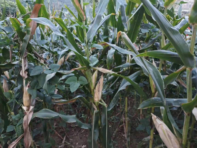 玉米高产种植技术