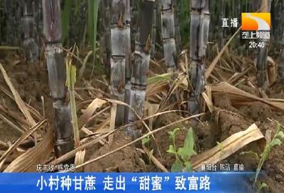 小村种甘蔗 走出“甜蜜”致富路