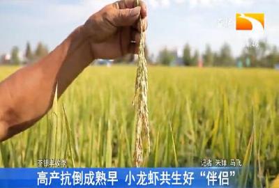 高产抗倒成熟早 小龙虾共生好“伴侣”