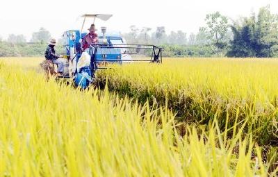 湖北省早稻总产增加6200万斤