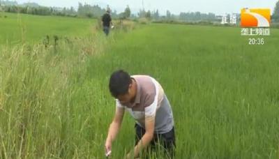 水稻的穗颈瘟重在预防