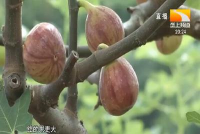 乡亲潜心耕耘一千多天 无花果飘香致富路