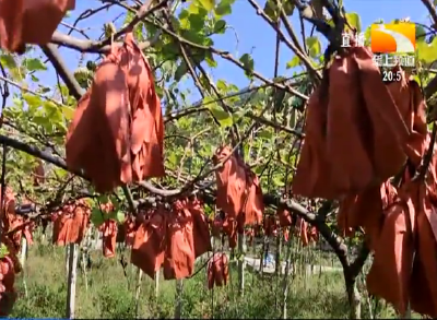 猕猴桃迎丰收 群众喜增收