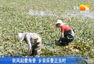 秋风起菱角香 乡亲采菱正当时