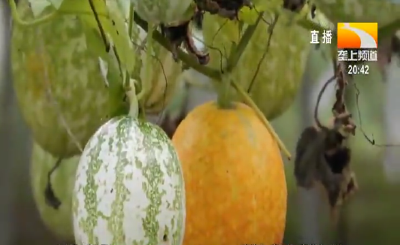 吊瓜变“金瓜” 乡亲乐哈哈