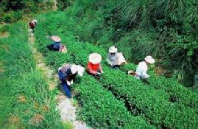 网红直播助阵茅箭秋茶开采