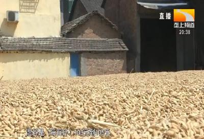 中稻丰收在望 开秤价平稳