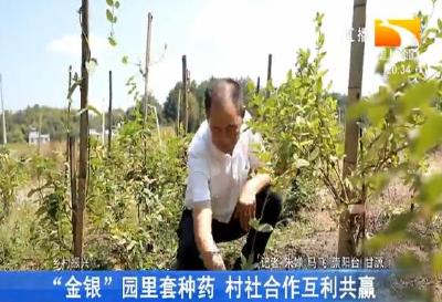 “金银”园里套种药 村社合作互利共赢