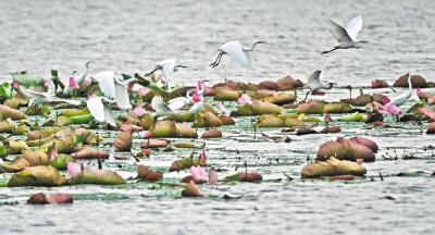 枝江金湖：养殖场变成候鸟驿站