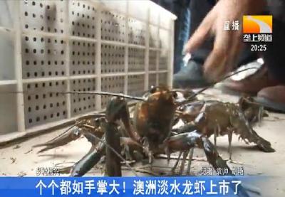 个个都如手掌大！澳洲淡水龙虾上市了