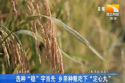 选种“稳”字当先 乡亲种粮吃下“定心丸”
