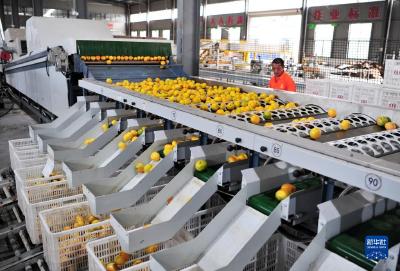 湖北宜昌：小柑橘大产业助农增收