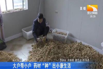 大户带小户 药材“种”出小康生活
