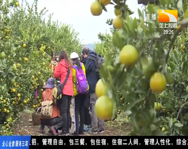 武当蜜桔金秋飘香 吸引四方宾客