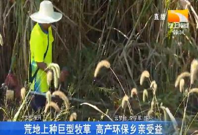 荒地上种巨型牧草 高产环保乡亲受益