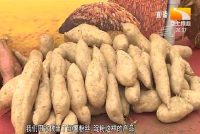 大别山红安苕交易中心运营 首日成交突破16亿元