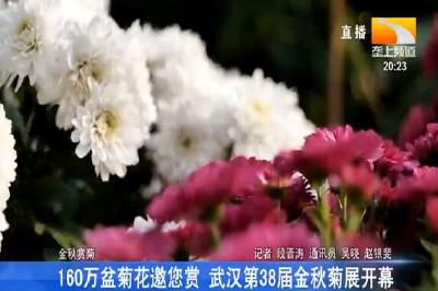 160万盆菊花邀您赏 武汉第38届金秋菊展开幕