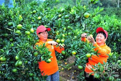 第八届湖北宜昌（夷陵）柑橘节定于10月14日至15日举办