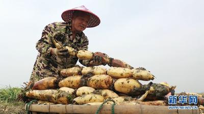 莲藕种植新技术促进汉川乡村振兴和农旅融合发展