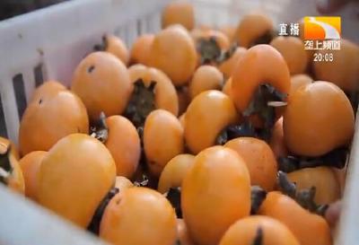 古柿树上结甜柿 香脆可口身价高